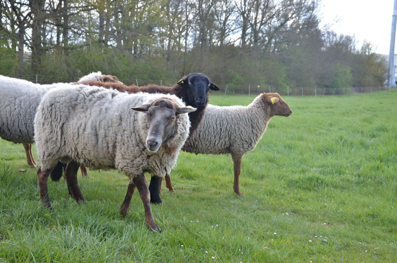 Moutons en écopâturage